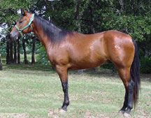 BRAZILE QUARTER HORSES