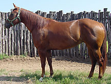 heading horse for sale