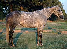 gray mare