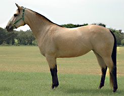 performance horses for sale