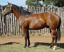 performance horses for sale