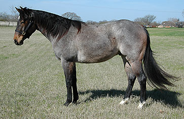 blue roan colt for sale by oaxxaca chex