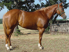 barrel horse for sale