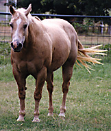 roping horse