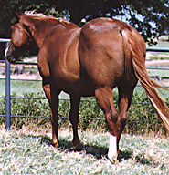 BRAZILE QUARTER HORSES