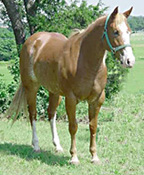 heeling horse for sale